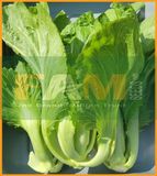 CẢI BẸ DƯA FS 19