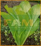 CẢI BẸ VÀNG FAM 104