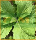 CẢI BẸ XANH MỠ FS 01