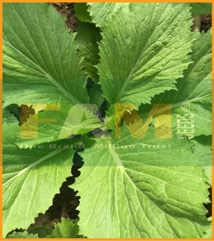 CẢI BẸ XANH MỠ FS 01