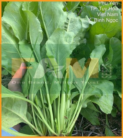 CẢI BÓ XÔI FS 04