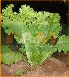 CẢI MÀO GÀ FAM 63