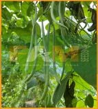 ĐẬU COVE ĐEN LEO FAM NO.1