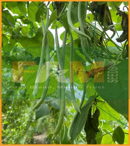 ĐẬU COVE ĐEN LEO FAM NO.1