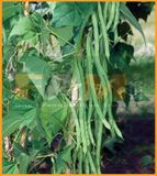 ĐẬU COVE TRẮNG LEO FS 05