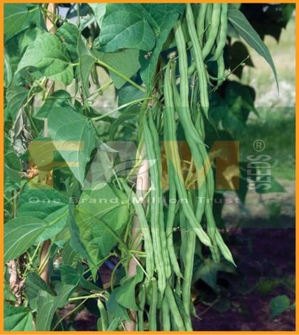 ĐẬU COVE TRẮNG LEO FS 05