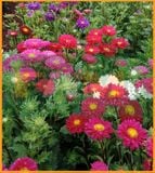 HOA CÚC ĐÀ LẠT NHIỀU MÀU FAM 19