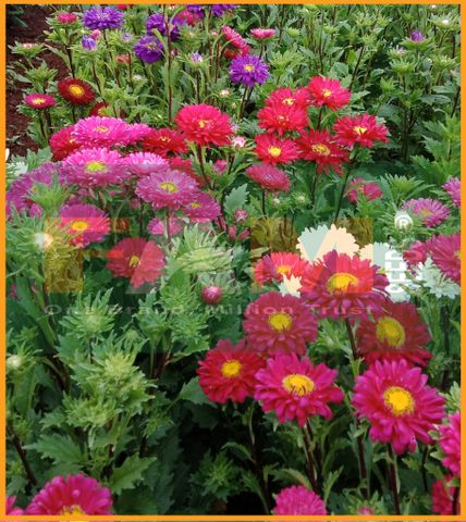 HOA CÚC ĐÀ LẠT NHIỀU MÀU FAM 19