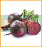 CỦ DỀN ĐỎ FS 10