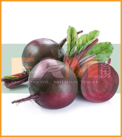 CỦ DỀN ĐỎ FS 10