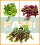 RAU DỀN 3 MÀU FAM 109