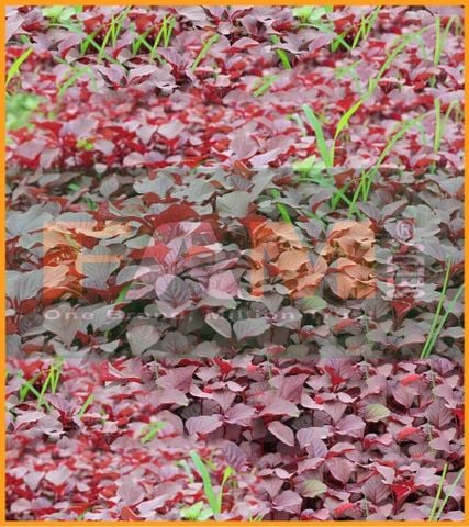 RAU DỀN ĐỎ FAM NO 1