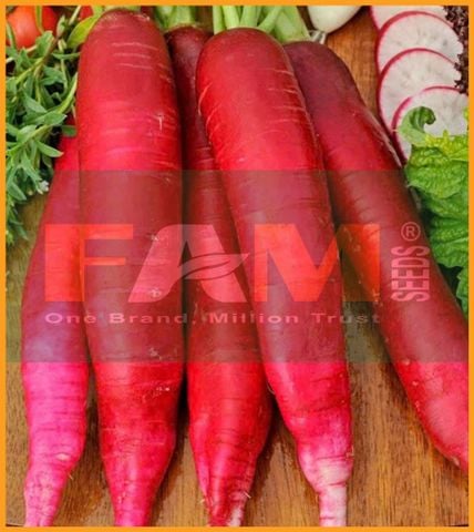 CẢI CỦ ĐỎ DÀI FAM 41