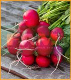 CẢI CỦ ĐỎ TRÒN FAM 40