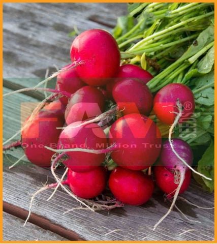 CẢI CỦ ĐỎ TRÒN FAM 40