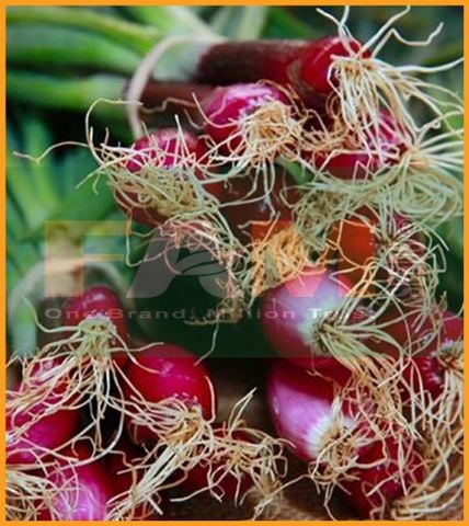 HÀNH LÁ GỐC TÍM FS 03