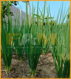 HÀNH LÁ GỐC TRẮNG FS 20