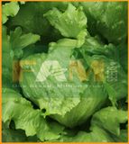 XÀ LÁCH MINETTO FAM 87