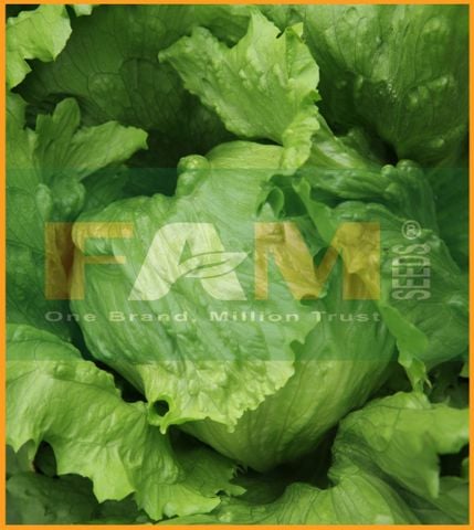 XÀ LÁCH MINETTO FAM 87