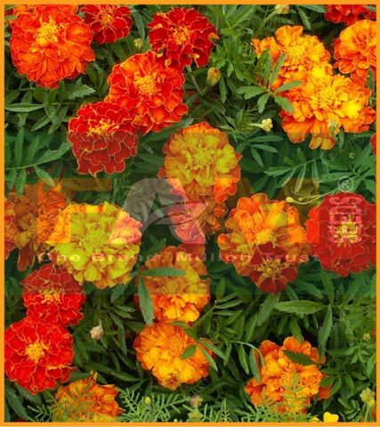 HOA CÚC VẠN THỌ BAN MAI NHIỀU MÀU FAM NO.1