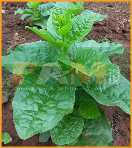 MỒNG TƠI LÁ TO FAM 110