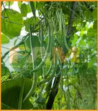 ĐẬU COVE NÂU LEO FAM NO.2