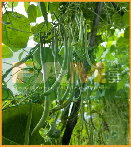 ĐẬU COVE NÂU LEO FAM NO.2