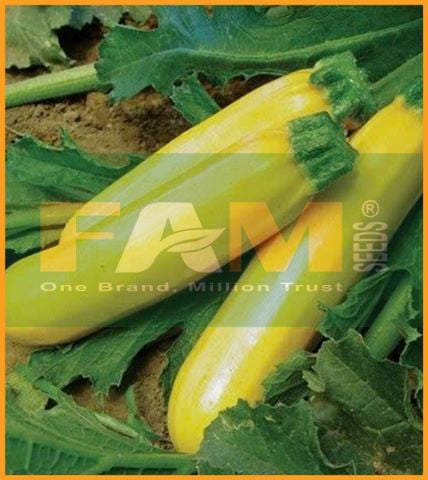 BÍ NGỒI VÀNG FAM 73