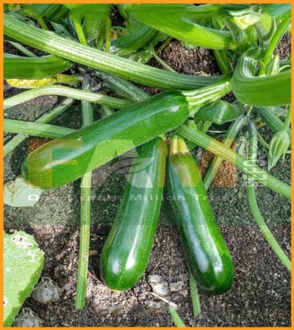 BÍ NGỒI XANH FAM 72