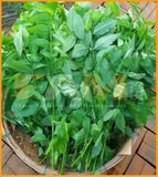 RAU BỒ NGÓT FAM 335