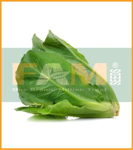 XÀ LÁCH ROMAINE XANH FAM 48