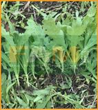 TẦN Ô TRÒN FAM 54