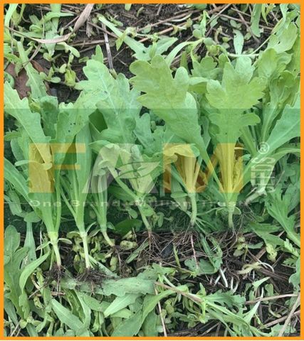 TẦN Ô TRÒN FAM 54