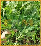 TẦN Ô LÁ TẺ FS 39