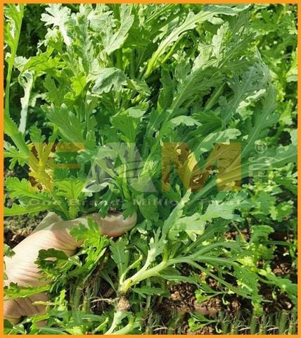 TẦN Ô LÁ TẺ FS 39