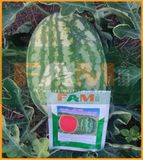 DƯA HẤU THÀNH LONG FAM 679