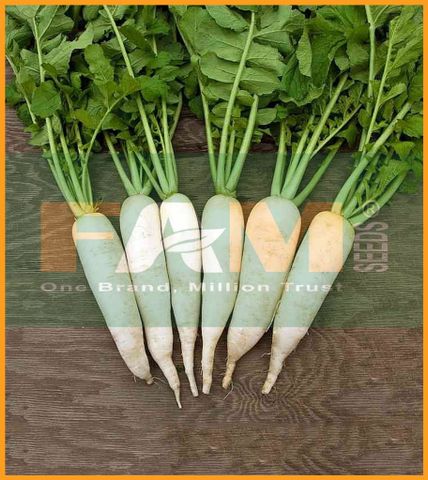 CẢI CỦ TRẮNG FAM 01