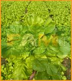 XÀ LÁCH DÚN VÀNG FAM NO.1