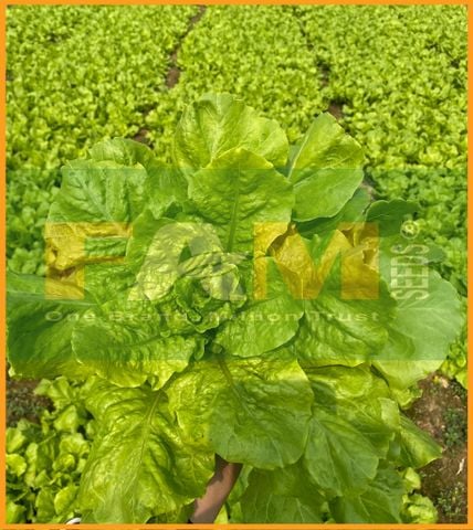 XÀ LÁCH DÚN VÀNG FAM NO.1