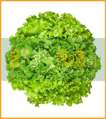 XÀ LÁCH XOĂN FAM 47