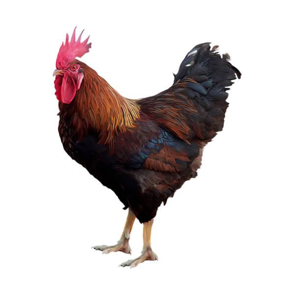 Ga Ri Con Trống Foolab