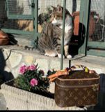 Louis Vuitton M44495