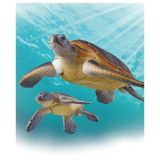 Mô hình động vật biển Rùa biển Green Sea Turtle (Floatable Ver) ANIA AS-20 Takara Tomy 137610 