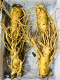  Sâm tươi Hàn Quốc nguyên củ size 3 tới 35 củ / kg TPCN 