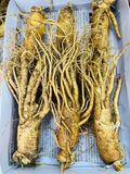 Sâm tươi Hàn Quốc nguyên củ size 3 tới 35 củ / kg TPCN 