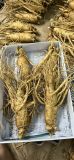  Sâm tươi Hàn Quốc nguyên củ size 3 tới 35 củ / kg TPCN 