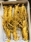  Sâm tươi Hàn Quốc nguyên củ size 3 tới 35 củ / kg TPCN 