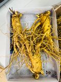  Sâm tươi Hàn Quốc nguyên củ size 3 tới 35 củ / kg TPCN 