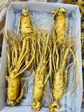  Sâm tươi Hàn Quốc nguyên củ size 3 tới 35 củ / kg TPCN 