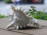 Chậu cây vỏ Ốc Gai trắng 